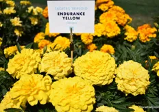 The Tagetes Endurance Yellow from FloraNova.